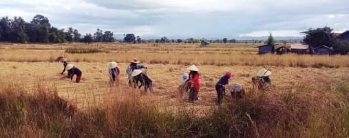 laos fields