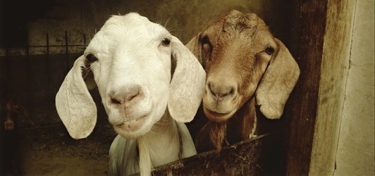 goats image