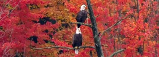Eagles photo by BKG Photography