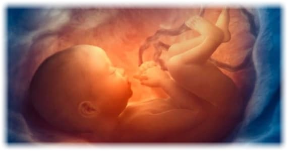 photo of fetus in womb - unborn baby