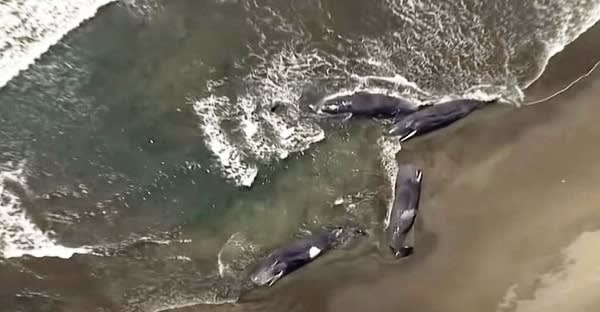 aerial view of stranded whales - supplied by author