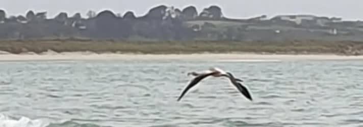 pelican flying image supplied by author
