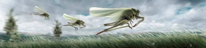 Locust image https://pixabay.com/photos/locusts-nature-field-grasshoppers-5914628/