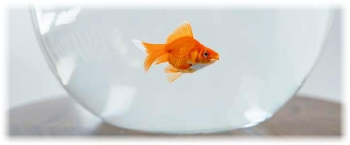 fish in bowl - Photo by MART PRODUCTION: https://www.pexels.com/photo/gold-fish-in-a-fish-bowl-8434726/