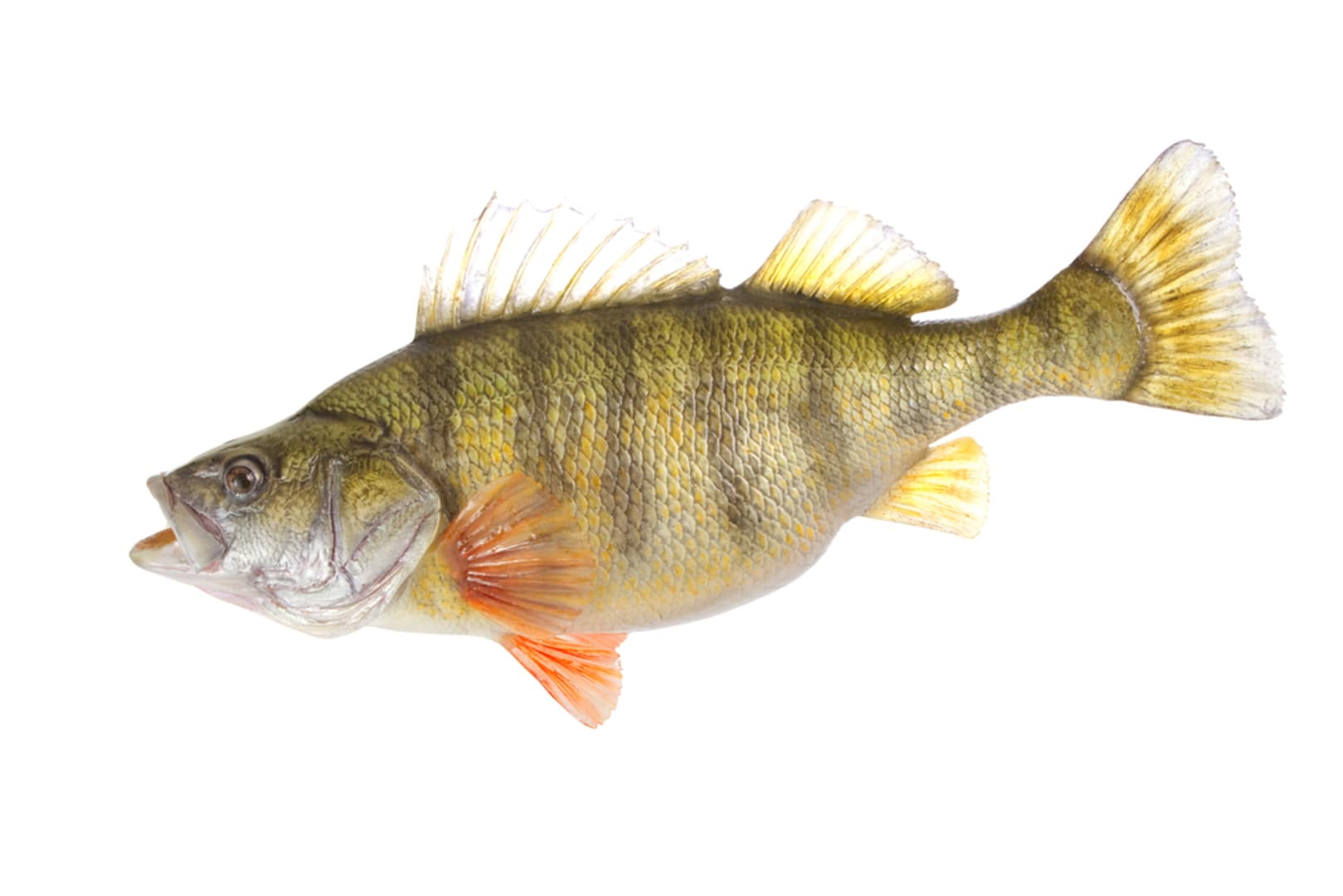 Perch - Yellow
