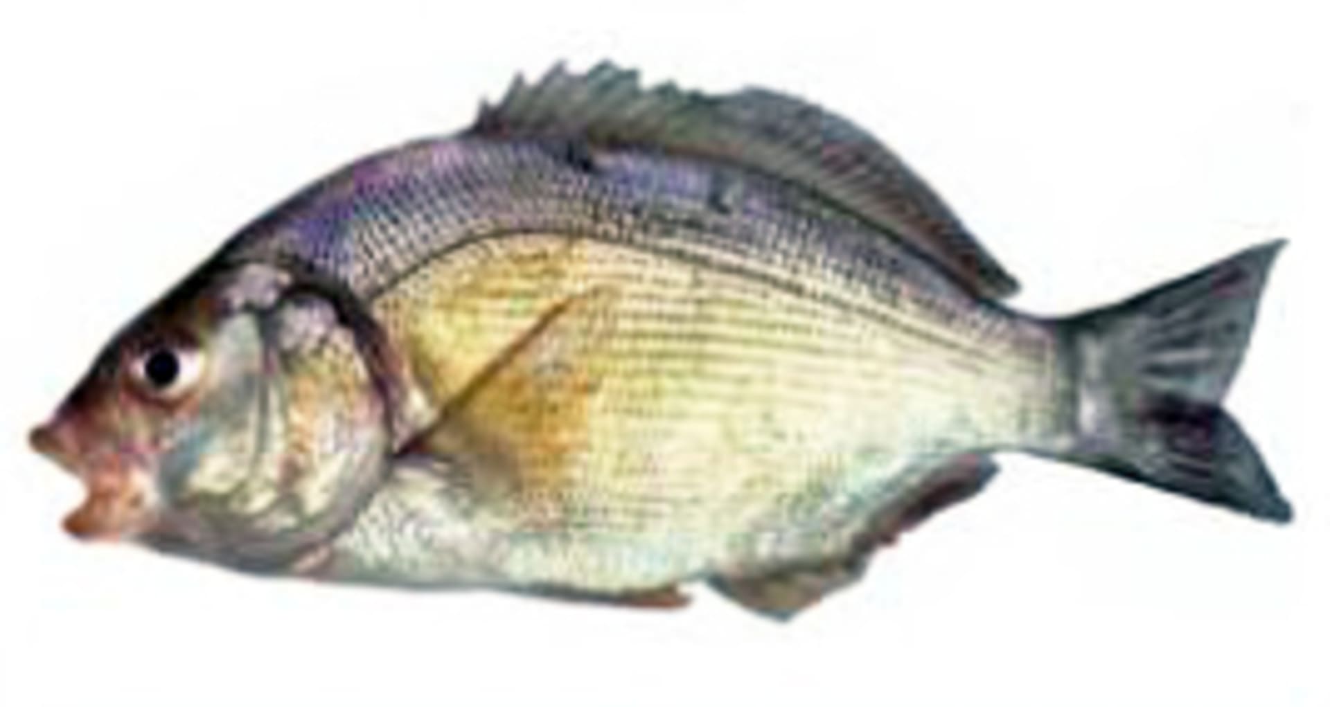 Perch - Barred Surfperch (Un-Barred)