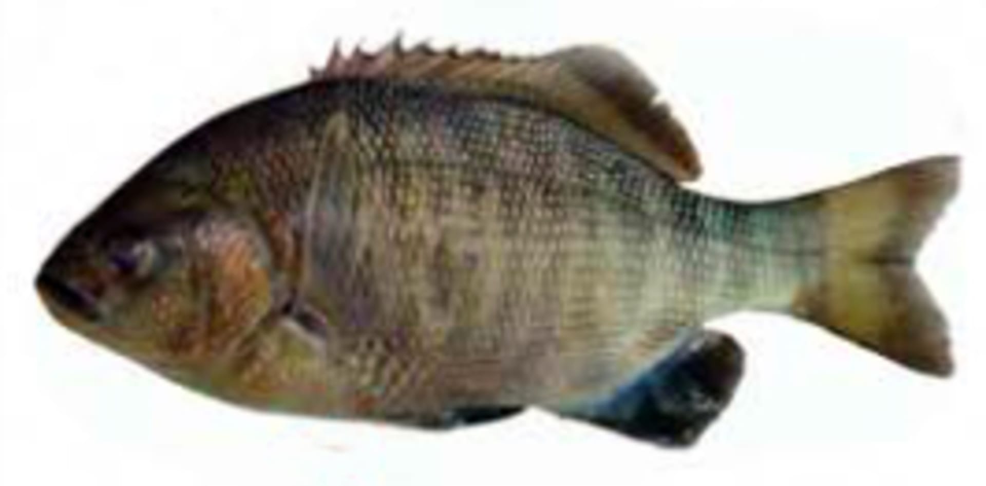 Perch - Black Surfperch