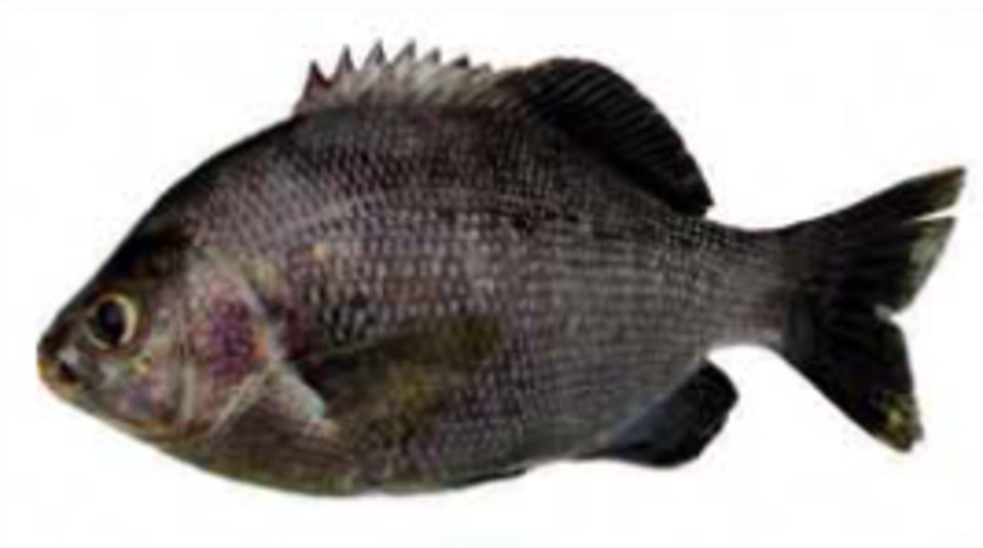 Perch - Black Surfperch