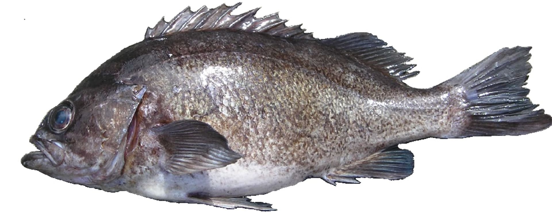 Rockfish - Deacon