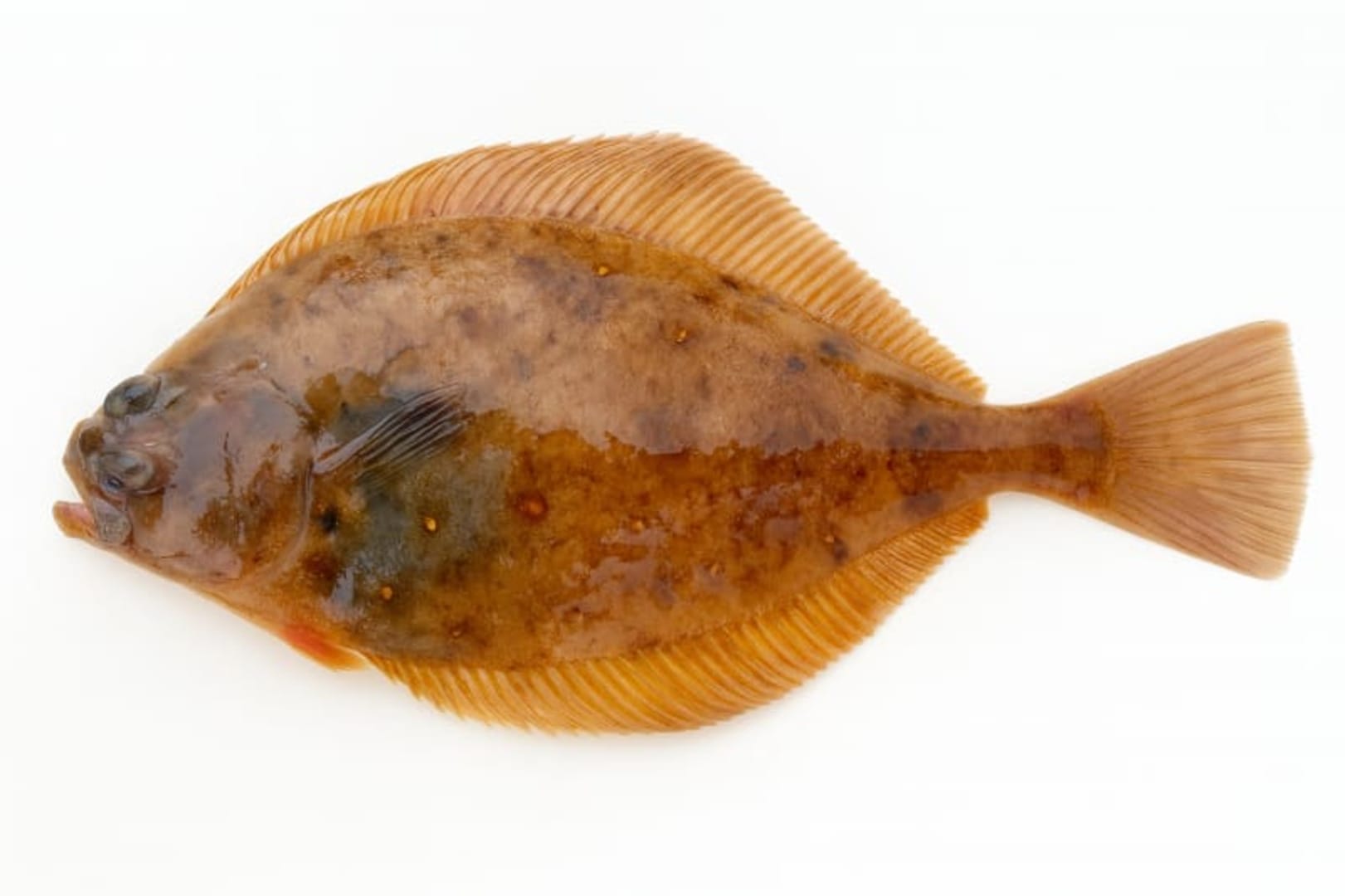 Flatfish - Longfin Sanddab