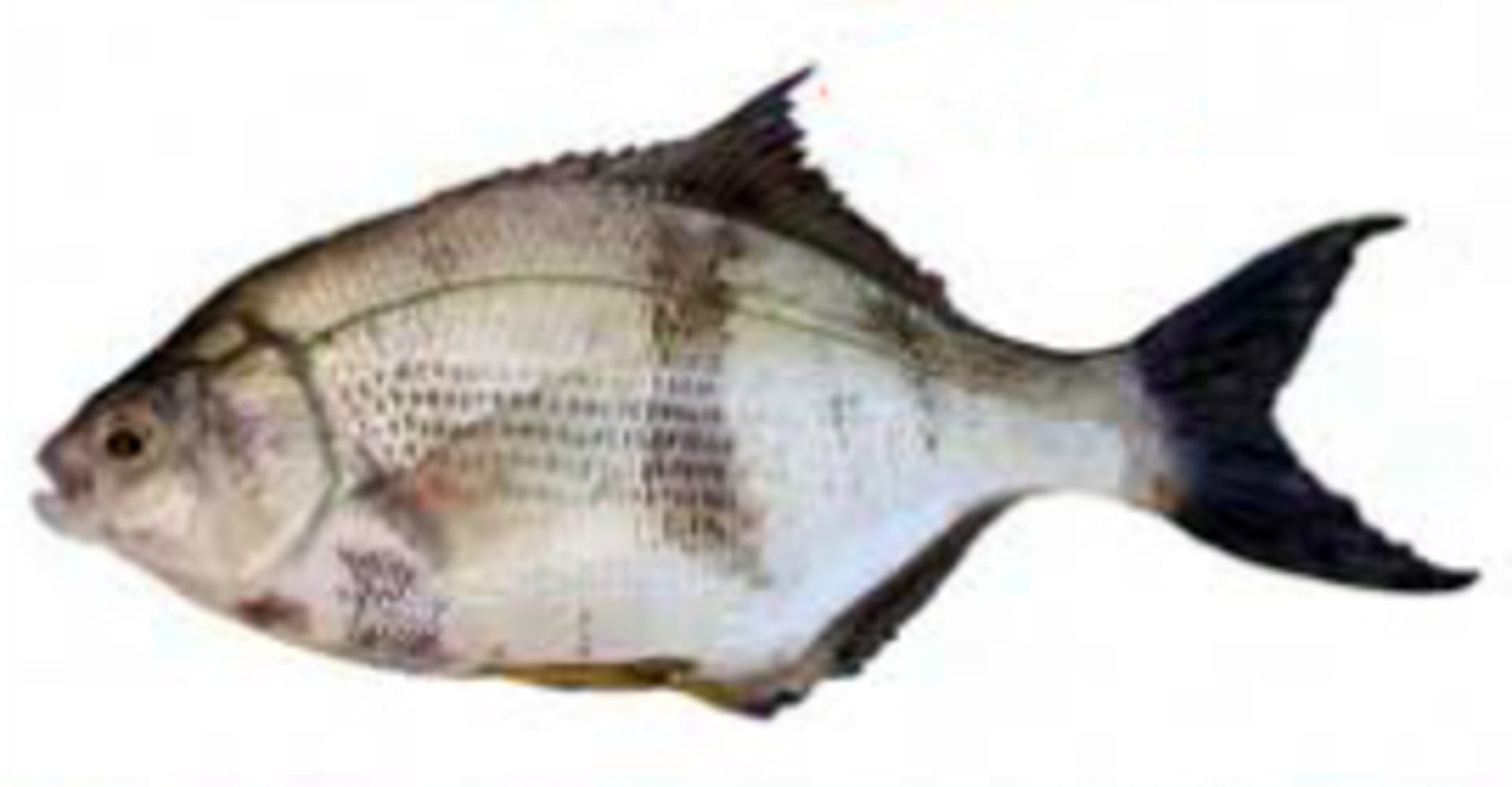 Perch - Pile