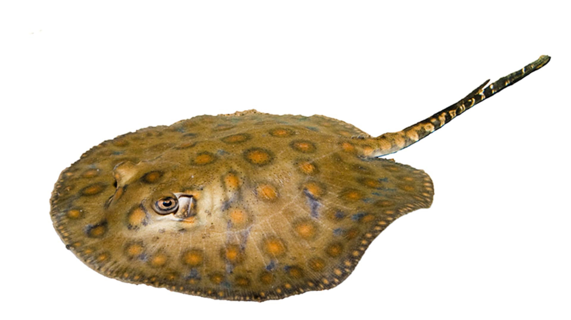 Ray - Round Stingray