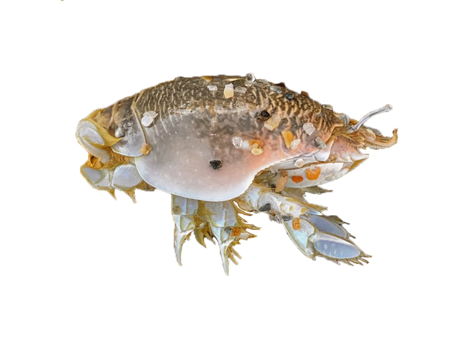Crab - Sand Flea