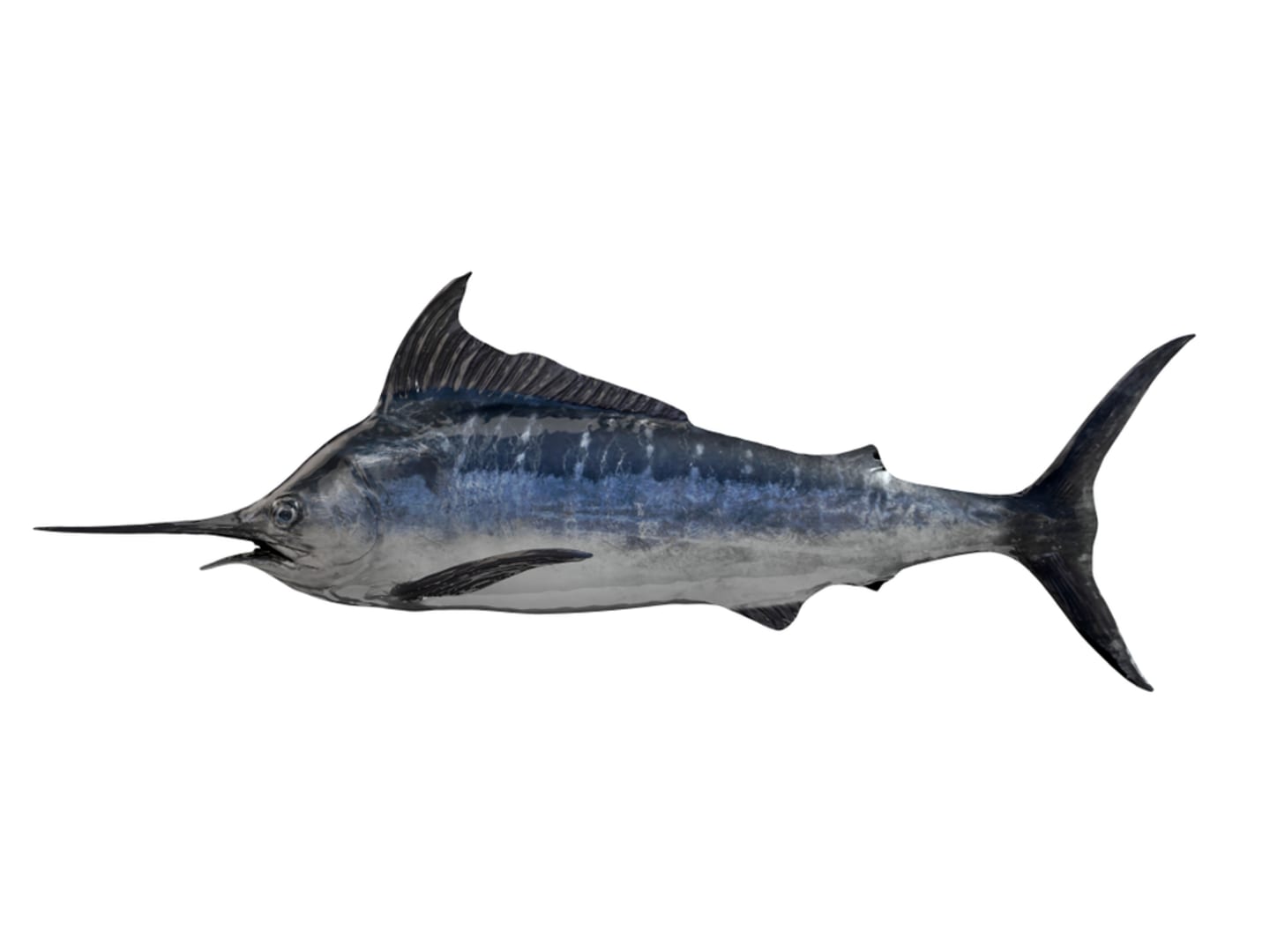 Swordfish