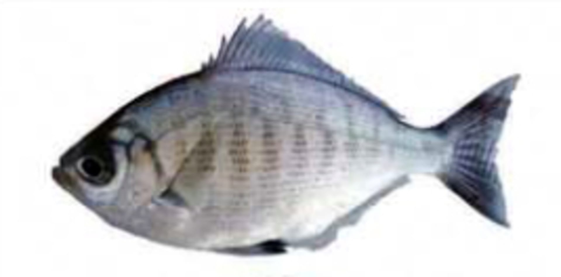 Perch - Walleye Surfperch