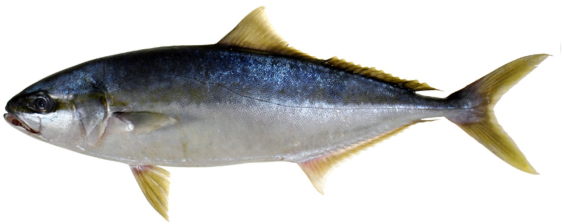 Yellowtail