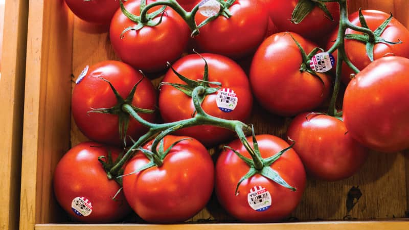 The History of Tomatoes in America