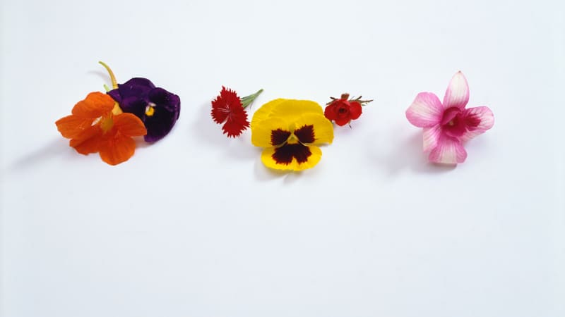 The Best Edible Flowers for Cakes, Cocktails, and More