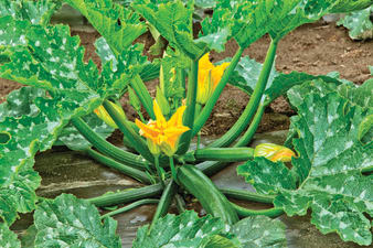 How To Cook With Zucchini Blossoms Cook S Illustrated