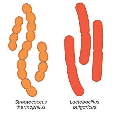 Tasting International Yogurts | Cook's Illustrated