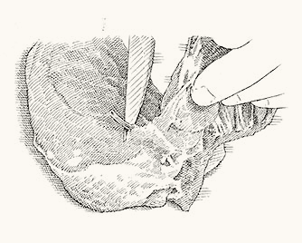 Boning A Split Chicken Breast Cook S Illustrated