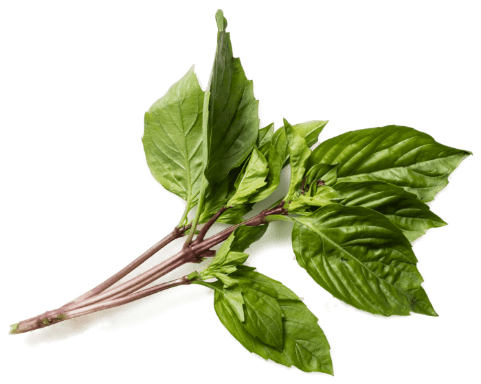 The Differences Between Thai And Italian Basil Cook S Illustrated The latter two are the most difficult to find outside of thailand and the. the differences between thai and