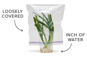 Keeping Scallions Fresh Cook S Illustrated
