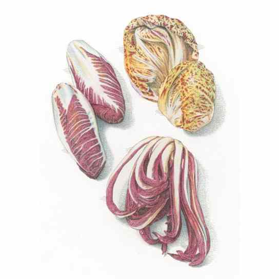 Radicchios with a Sweeter Side