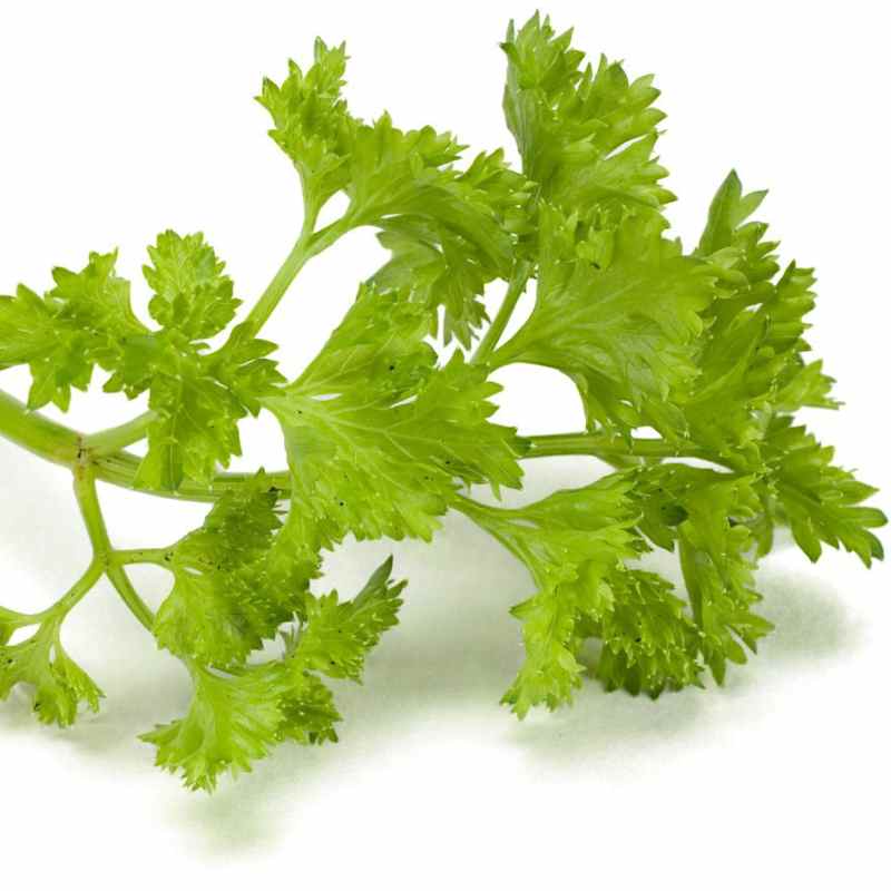 AM07_GTK_4C_CurlyParsley_002.jpg