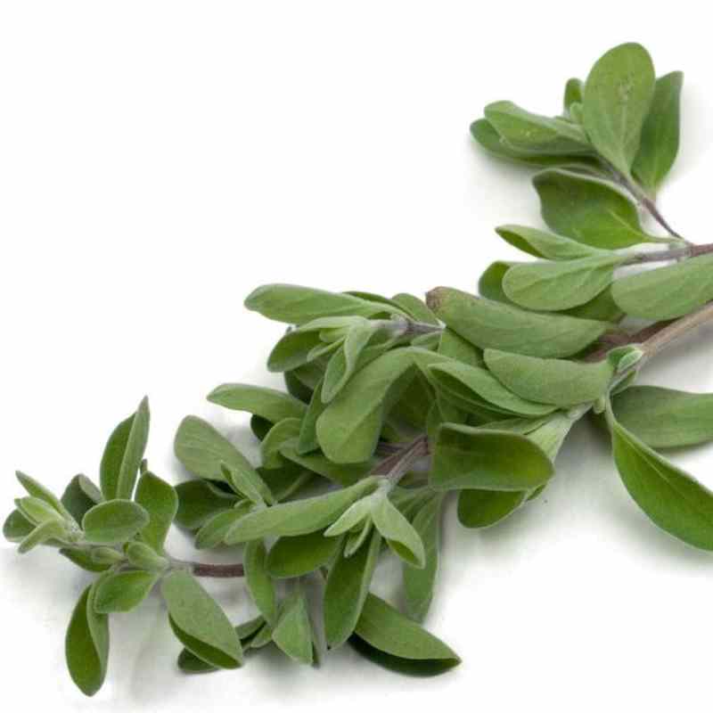 AM07_GTK_4C_Marjoram.jpg