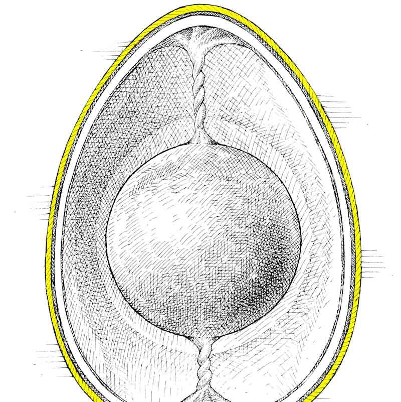 ILO_EggStructure_SHELL1.jpg