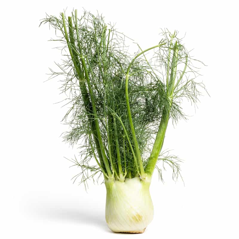 SIL_Fennel_4.jpg