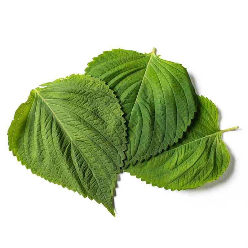 SIL_Perilla_Leaves-68738 (1).jpg