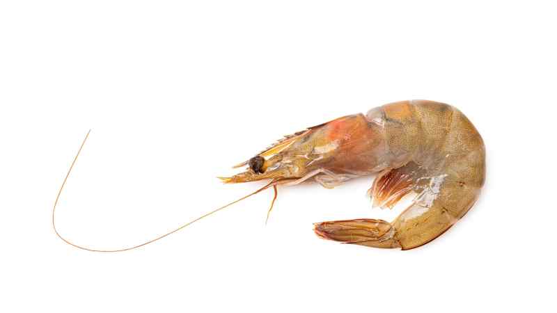 SIL_Shrimp_HeadOn-3 (3).jpg