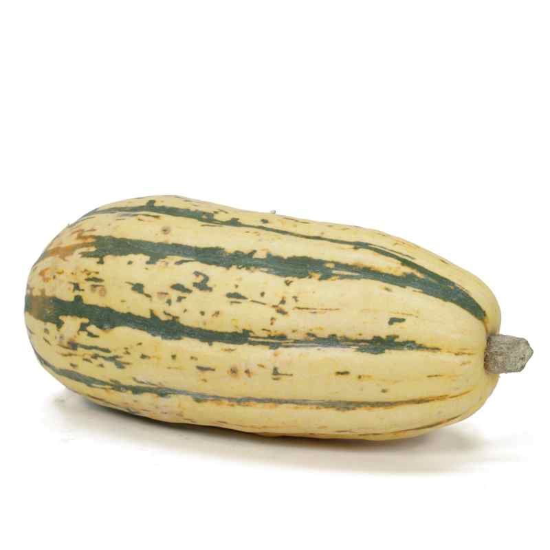 SIL_Squash_Delicata.jpg