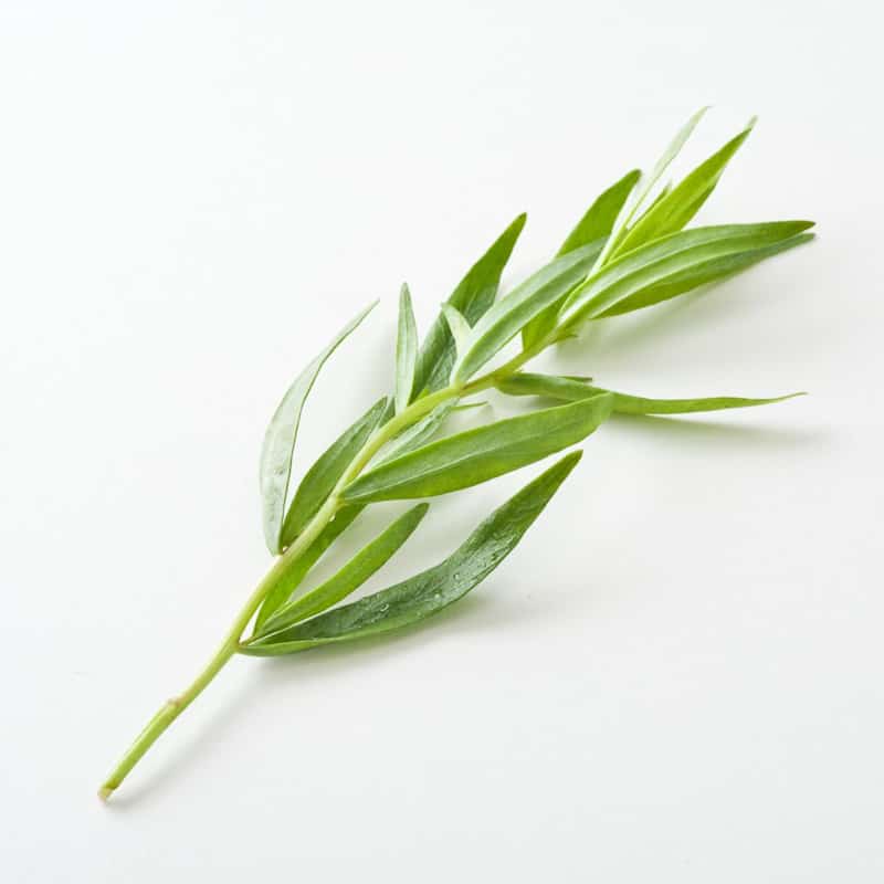 SIL_Tarragon_56.jpg