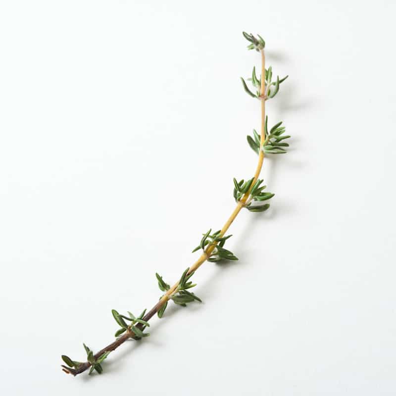 SIL_Thyme_46.jpg