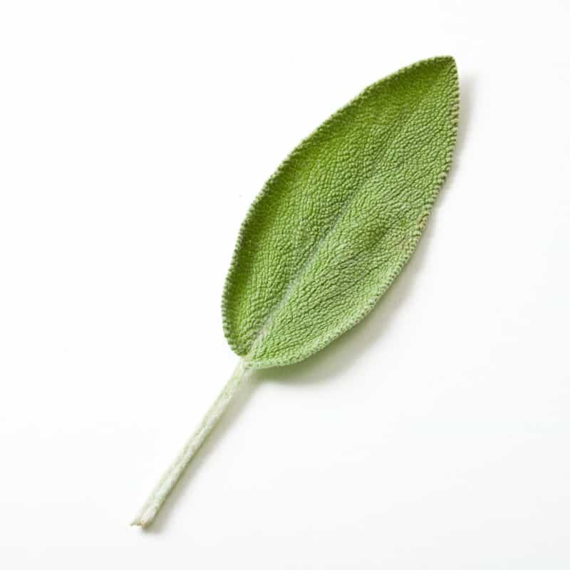 SIL_sage_43.jpg