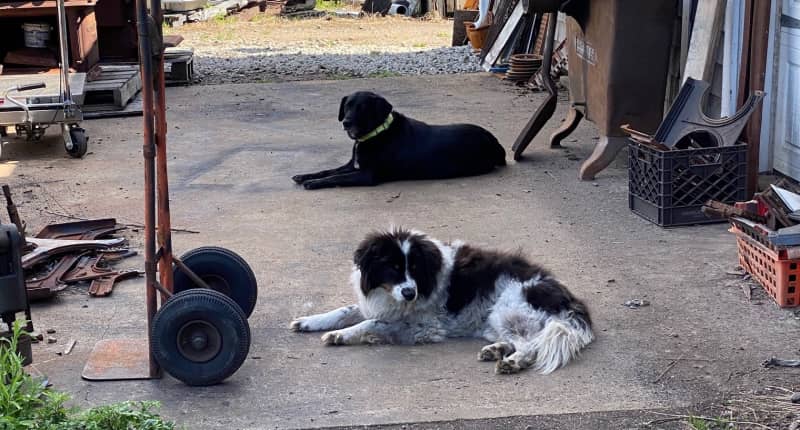 two dogs laying in yard