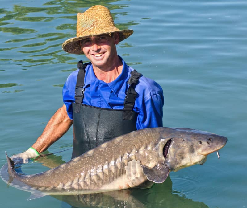 sturgeon farmer holding a sturgeon