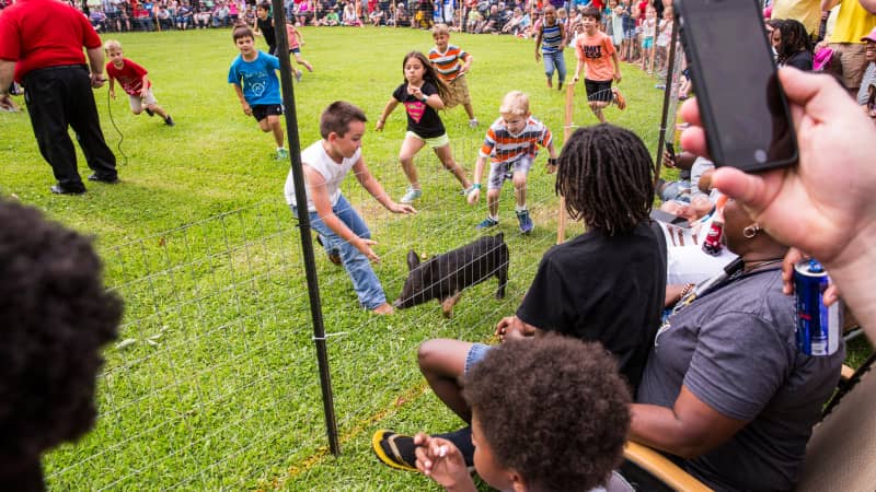 A pig chase at the Cochon de Lait festival