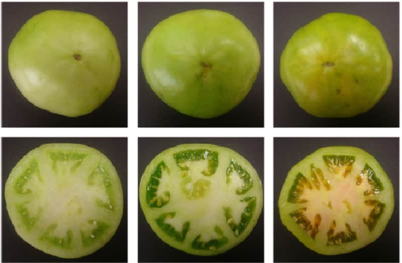 An immature tomato; a mature green tomato; and a "breaker" tomato. 