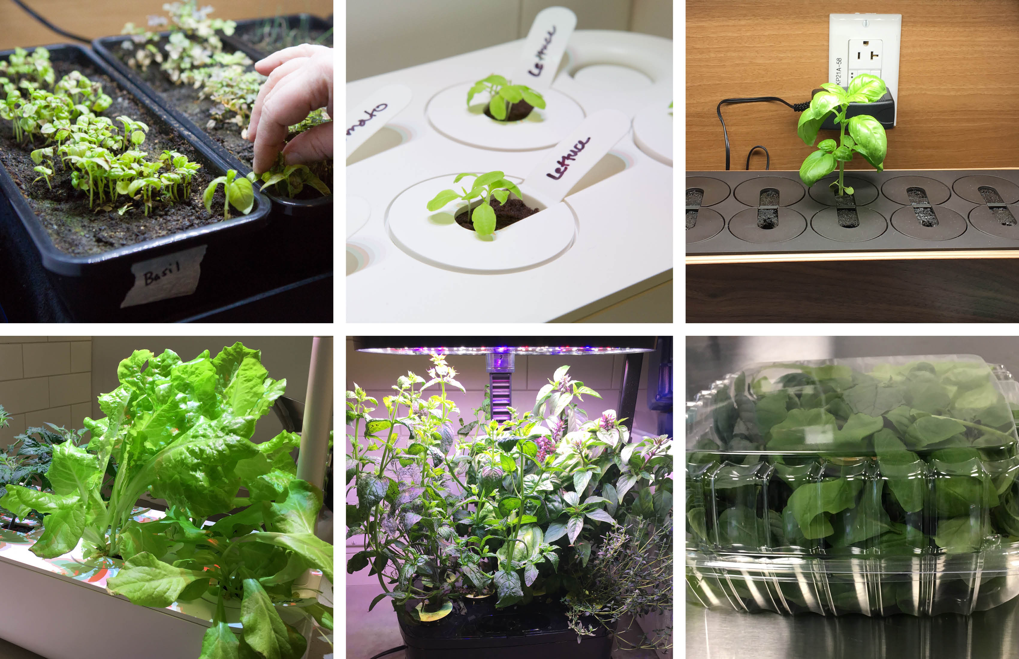 Testing Indoor Gardens Cook S Illustrated