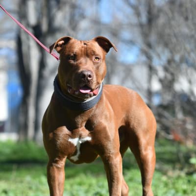 American Pit Bull Terrier, photo 2 of 3