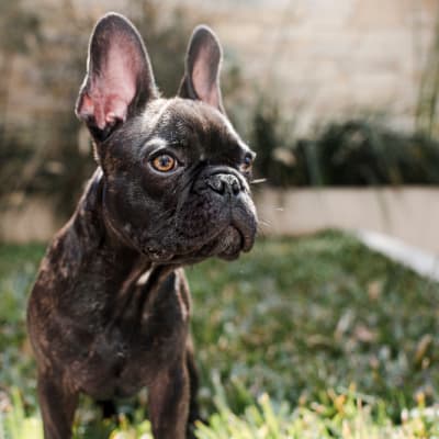 French Bulldog, photo 4 of 5