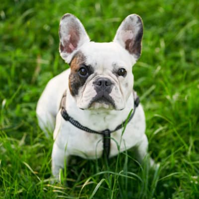French Bulldog, photo 2 of 5