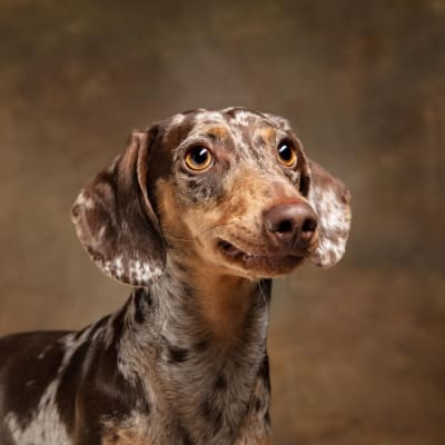 German Shorthaired Pointer, photo 3 of 3
