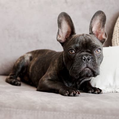 French Bulldog, photo 3 of 5