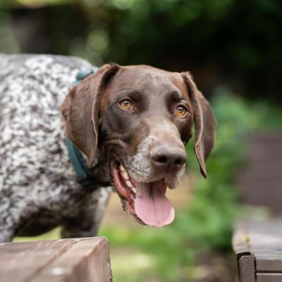 German Shorthaired Pointer, photo 2 of 3