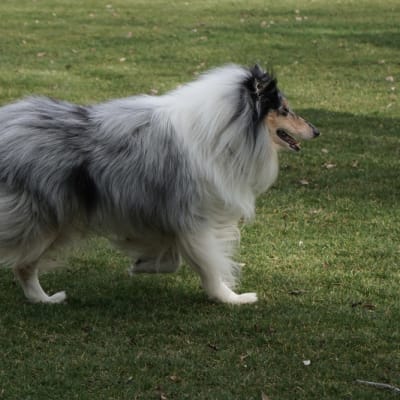 Sheltie Shetland Sheepdog, photo 3 of 3
